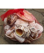Assorted Bag of Seashell Beach Decor Pack Large over 1 1/2 lb Variety Mi... - £12.46 GBP