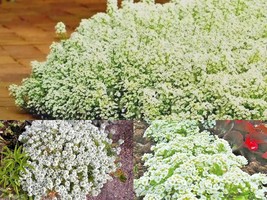 1501+DWARF Sweet Alyssum Drought Heat Groundcover Flower Seeds Container Easy - £10.19 GBP