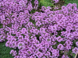 1000+ Purple Creeping Thyme Seeds Herb Groundcover Perennial - £11.12 GBP