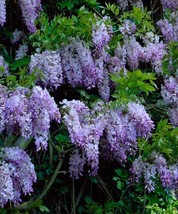 5 Dark Purple Chinese Wisteria Seeds Vine Climbing Flower Perennial Seed... - $10.34