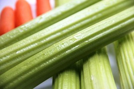 Fresh Seeds 1000 Tendercrisp Celery Stalks &amp; Leaves Apium Graveolens Vegetable S - $16.00