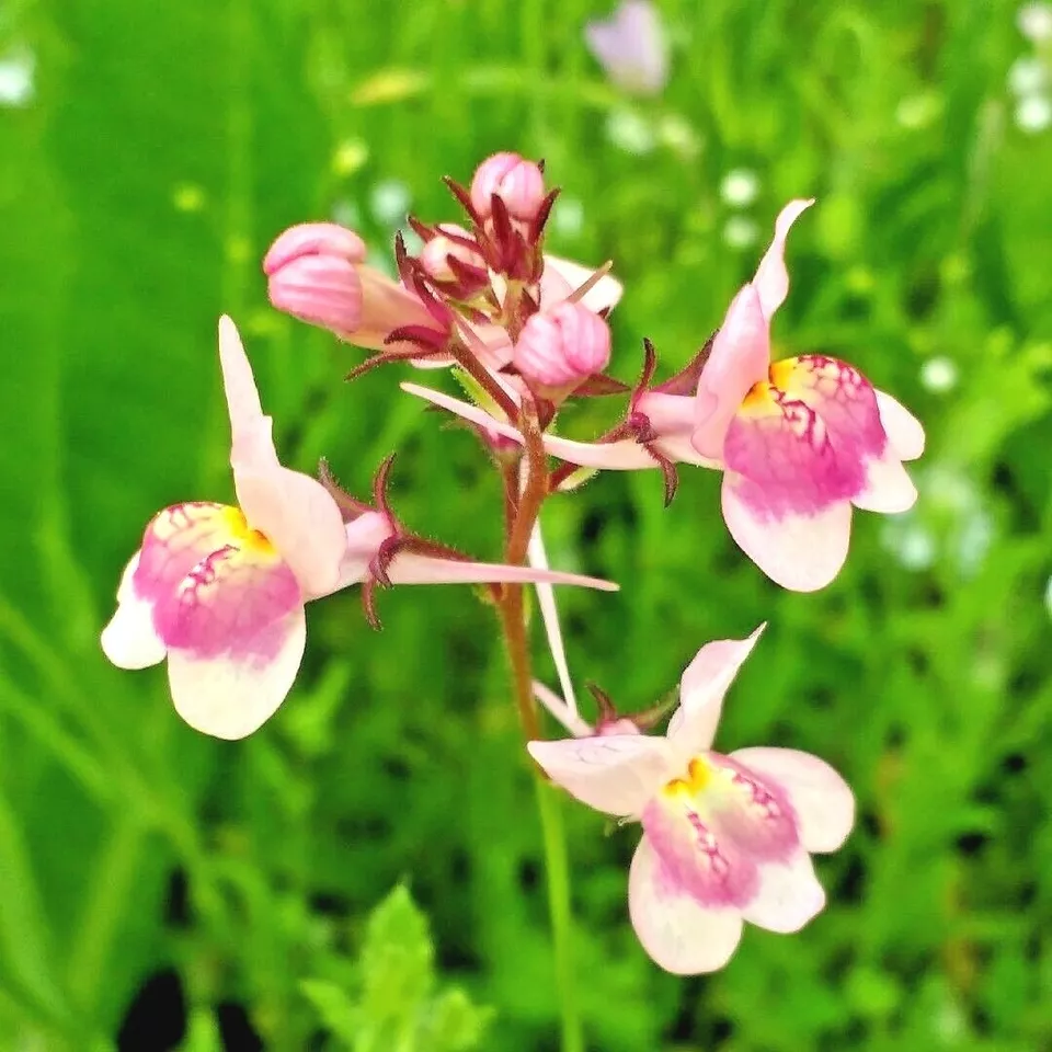 Semilir 2000 Dwarf Snapdragon Mix Flower Seeds Toadflax Vegetable Suppli - £15.07 GBP