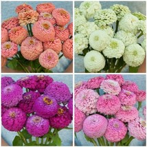 HS Oklahoma Zinnia Variety: Salmon, White, Carmine, Pink (25 Seeds For Each) - $17.63