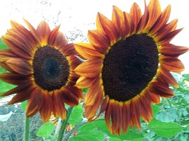 Autumn Beauty Sunflower 15 Seeds For 75 Kinds Of Sunflowers Fresh Seeds Fast Shi - £13.87 GBP