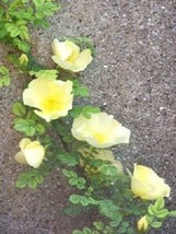 10 Pcs Golden Yellow Father Hugo Rose Seeds #MNSB - £11.98 GBP