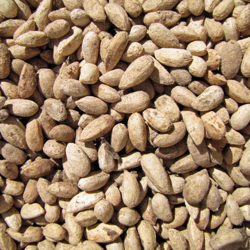 Neem Seed - $23.07 CAD+