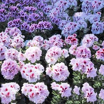 BELLFARM Geranium Mixed White Red Spot Double Petals Purple Black Stripes Flower - £3.50 GBP