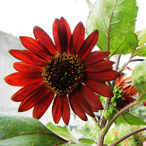 50 Seeds France Red Fortune Sunflower Flower Seeds - £23.40 GBP