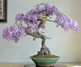 Bonsai Tree Chinese Wisteria rare flowering purple climbing vine seed 10 seeds - £10.27 GBP