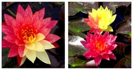 Wanvisa Cold Hardy Waterlily Pond Plant - £67.82 GBP