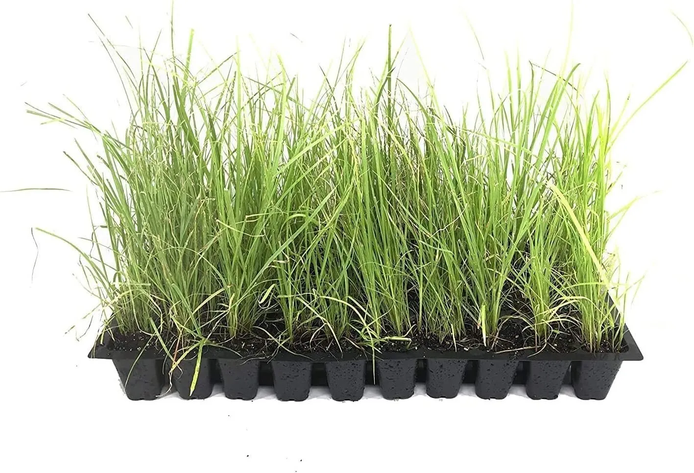 Sand Cord Grass Live Plants Spartina Bakeri Drought Tolerant Low - $40.77