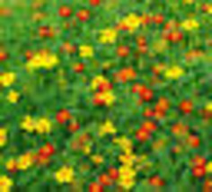 200 Seeds! Signet Marigold STARFIRE MIX 12&quot; Beneficial | Cutting Garden! Non-GMO - £9.43 GBP