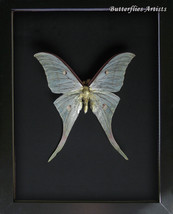 Green Chinese Moon Moth Actias Ningpoana XL Real Framed Entomology Shadowbox - £79.61 GBP