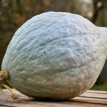 Blue Hubbard Squash Seeds Winter Gray Blue Pumpkin Butternut Jarrahdale Queensla - $7.90