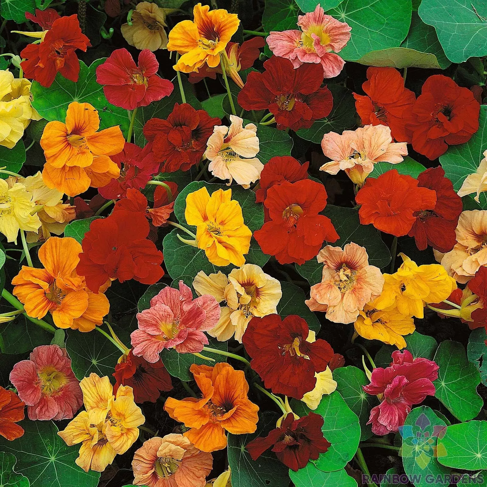 TKBONStore 50 Dwarf Jewel Mix Nasturtium For Garden Planting Greenhouse ... - £8.81 GBP