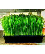 Wheatgrass Wheat Grass Cat Grass 1 Lb Seeds New Fast Shipping - $25.98