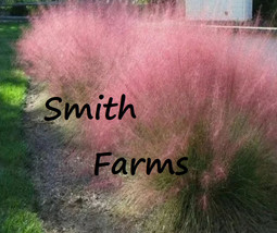 HS 50+ Seeds Pink Muhly Grass Muhlenbergia Capillaris Groundcover Landscaping Pl - £6.06 GBP