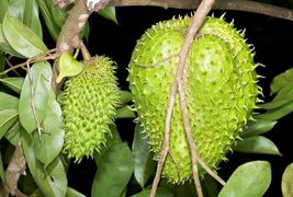  Fruit Tree: Soursop (ANNONA MURICATA) Live Plant 2 to 3 Inches - $96.12