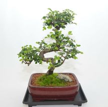 Indoor Bonsai, Chinese Elm, 12 years old, S trunk style. - £58.83 GBP