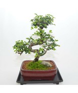 Indoor Bonsai, Chinese Elm, 12 years old, S trunk style. - $102.29 CAD