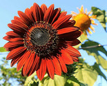  100 Velvet Queen Tall Sunflower Seeds  Red &amp; Orange Non Gmo Heirloom Fl... - $8.99