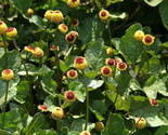 Sale 100 Seeds Toothache / Eyeball Plant Spilanthes Oleracea Flower Red ... - $9.90