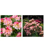 LARGE Rooted Plant Percy Wiseman Azalea Rhododendron Varying Shades of P... - £54.25 GBP