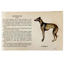 Greyhound 1939 Dog Breed Art Ole Larsen Color Plate Print Antique PCBG17 - $29.99