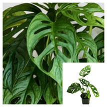 SEPTH Monstera Adansonii Swiss Cheese 4.5inches Split Leaf Monkey Mask L... - $7.49