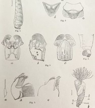 Southern Buffalo Gnat Insect Drawings Victorian 1887 Art Print Entomolog... - £19.65 GBP