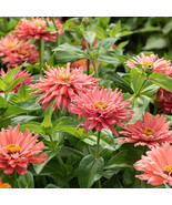 100 Pcs Senorita Zinnia Seeds for Garden Planting - $10.99