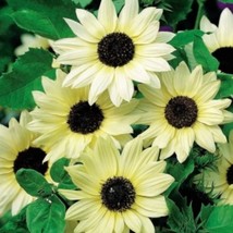 Vanilla Ice Sunflower Seed 50 Seeds New Fresh Seeds - £12.30 GBP