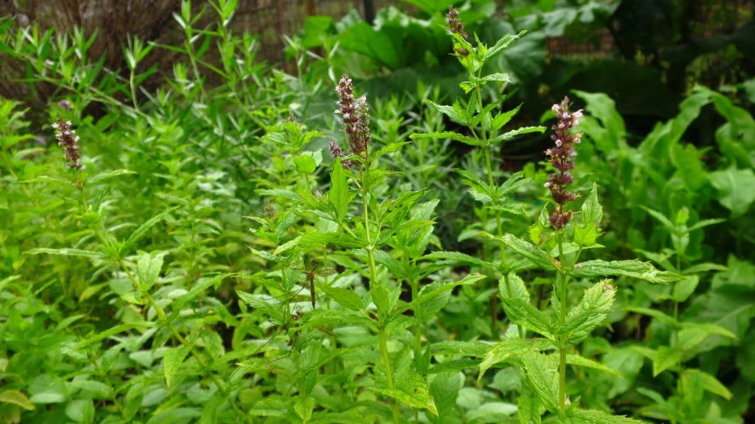 500++ Seeds Spearmint (Mentha Spicata) herb  for tea , Organic  2025 season - $9.19