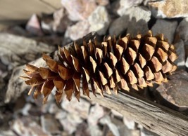 L 15” Sugar Pine Cone Northern California Forest Fresh RARE Statement Co... - £19.97 GBP