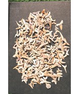 Authentic Shark Teeth Fossils Collection – Prehistoric Shark Fossils for... - €29,80 EUR