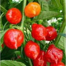 Australian Lantern Hot Peppers Red  10 Seeds  Garden Beautiful USA SELLER - £4.27 GBP