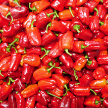 PWO Fresh Bell Pepper &#39;Cajun Belle&#39; Vegetable Seeds, 20 Seeds, Sweet With A Touc - £2.65 GBP