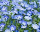1700 Baby Blue Eyes Seeds (Nemophila Menziesii) Low Ground Cover Flowers... - $8.99