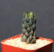 Haworthia reinwardtii rare succulent plant exotic cactus cacti miniature... - £10.11 GBP