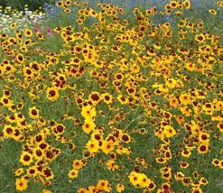 Plains Coreopsis Seeds - £6.74 GBP