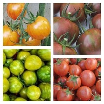 Bumble Bee Tomato Mix | 50 Seeds | Cherry Tomatoes | Vegetable FRESH - £18.45 GBP