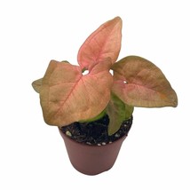 Syngonium Pink Strawberry in 2 inch Pot, Well Rooted Live Starter House Plant - £7.52 GBP