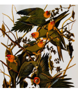 1979 Carolina Parakeet Color Plate Print Audubon Birds Of America Art F15J - $13.50
