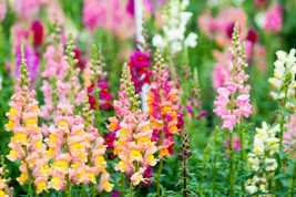 FA Store Heirloom Snapdragon Flower Seeds - £6.08 GBP