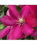 Issey Clematis Vine Perennial 2.5&quot; Pot Plant - $33.99