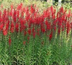 50 pcs cardinal flower seeds  mnss2 thumb200