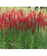 50 Pcs Cardinal Flower Seeds #MNSS - £11.35 GBP