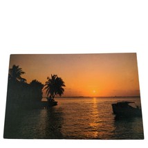 Postcard Florida Sunset Palm Tree Chrome Unposted - £5.58 GBP