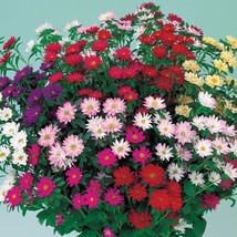 Aster Seeds 50 Seeds Aster Serenade Mix Cut Flower Seeds Gardening USA SHIPPING - $14.09