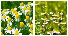 1500 Seeds Resilient Chamomile Seeds - Thriving in Various Soil Types Seeds - £19.60 GBP